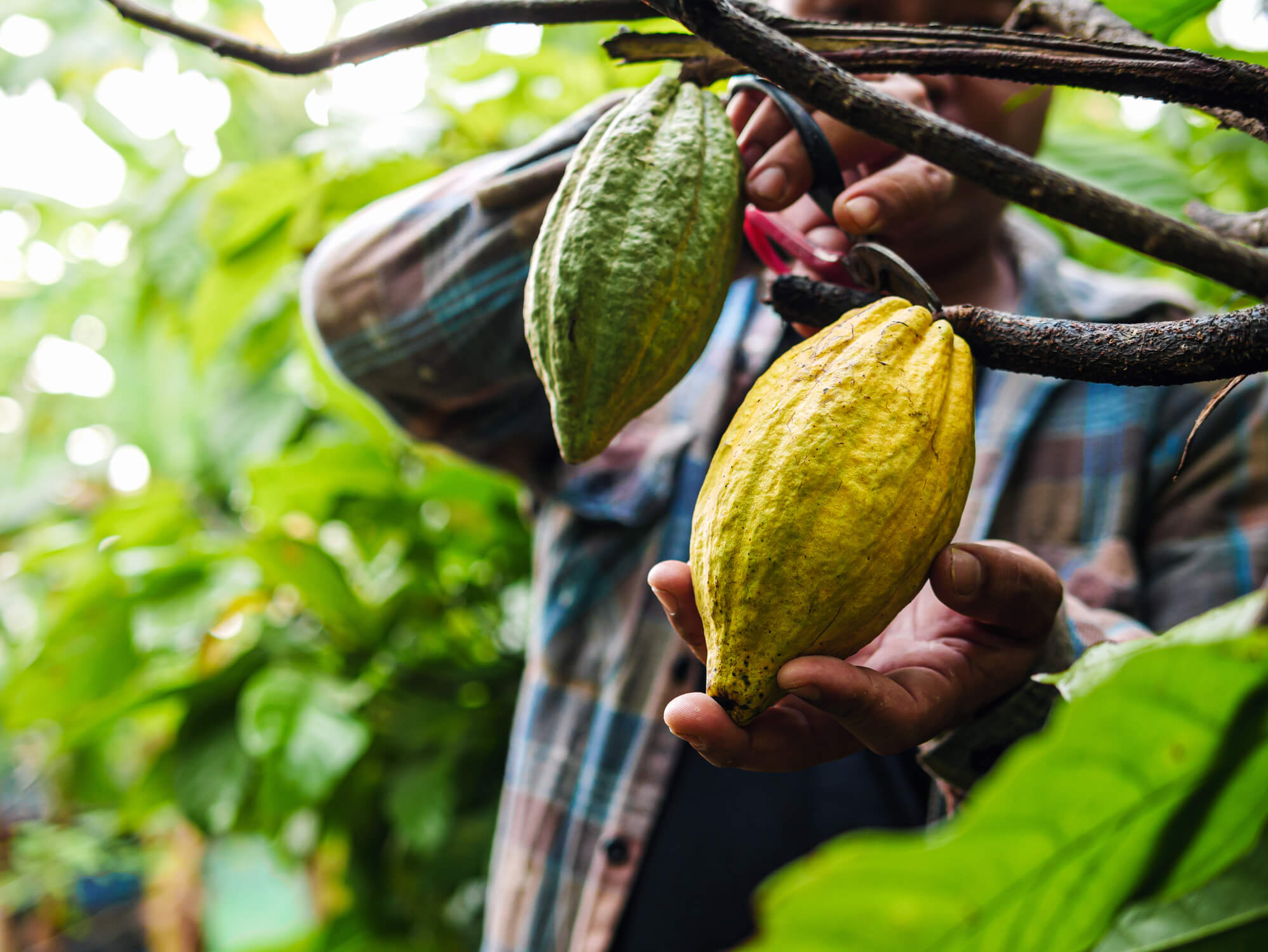 From the Ground Up: Building Resilient Supply Chains in Cocoa and Rubber From the Ground Up: Building Resilient Supply Chains in Cocoa and Rubber